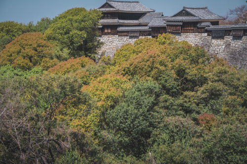 秋色に染まる林に隠れる石垣上の日本家屋と歴史的景観