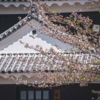 散りかけの桜と瓦屋根の古い建物、春の町並み風景の写真