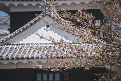 散りかけの桜と瓦屋根の古い建物、春の町並み風景