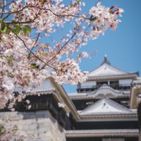 松山城を背景に咲く春の桜の写真