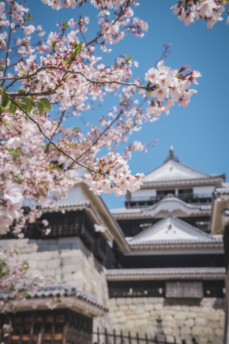 松山城を背景に満開の桜が咲く様子、青い空に白とピンクの花が映える