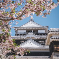 松山城と桜の開花 愛媛県を代表する春の絶景観光地の写真