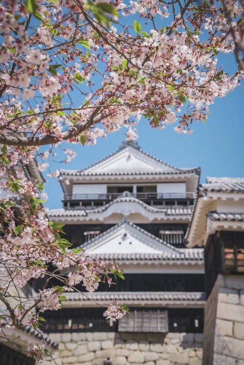 松山城と桜の開花 愛媛県を代表する春の絶景観光地