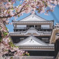 桜越しに見える松山城の天守閣と春の風景の写真