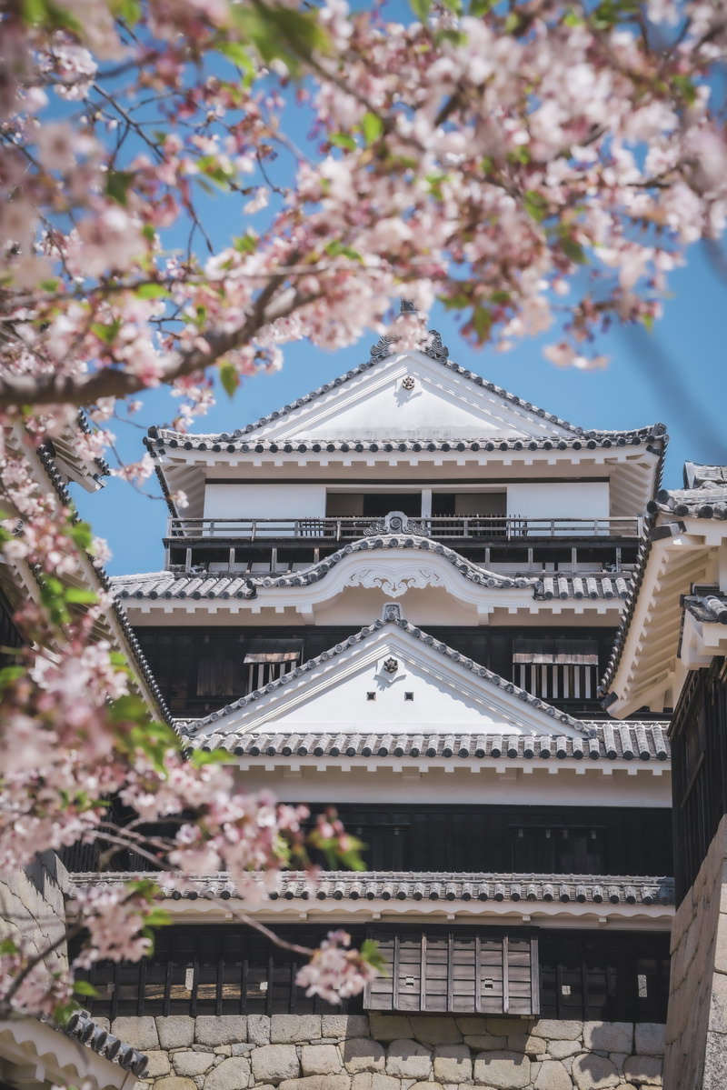 ピンク色の桜の花越しに見える松山城の天守閣と青空