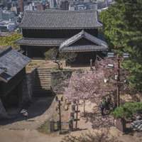 愛媛の城跡に咲く桜と古い門、石垣が織りなす春の歴史景観の写真