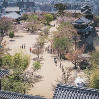城跡の広場に咲く桜の花見客で賑わう春の景色の写真