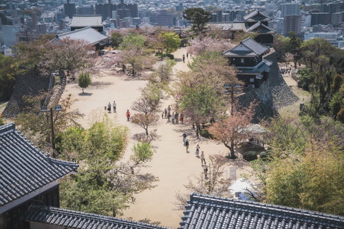 城跡の広場に咲く桜の花見客で賑わう春の景色