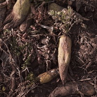 畑の脇に捨てられ朽ちゆく大根と枯れた茎葉の写真