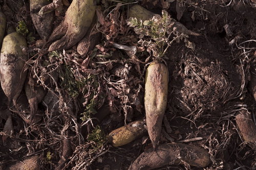 畑の脇に捨てられ朽ちゆく大根と枯れた茎葉