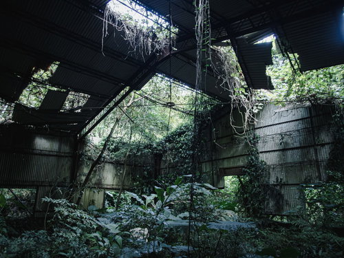 ジャングルに覆われた崩落した屋根と半壊の廃墟