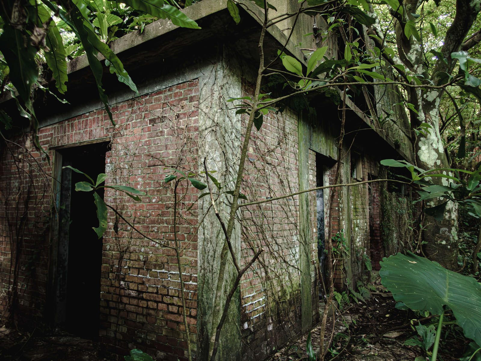 つるが絡みついたレンガの廃建物