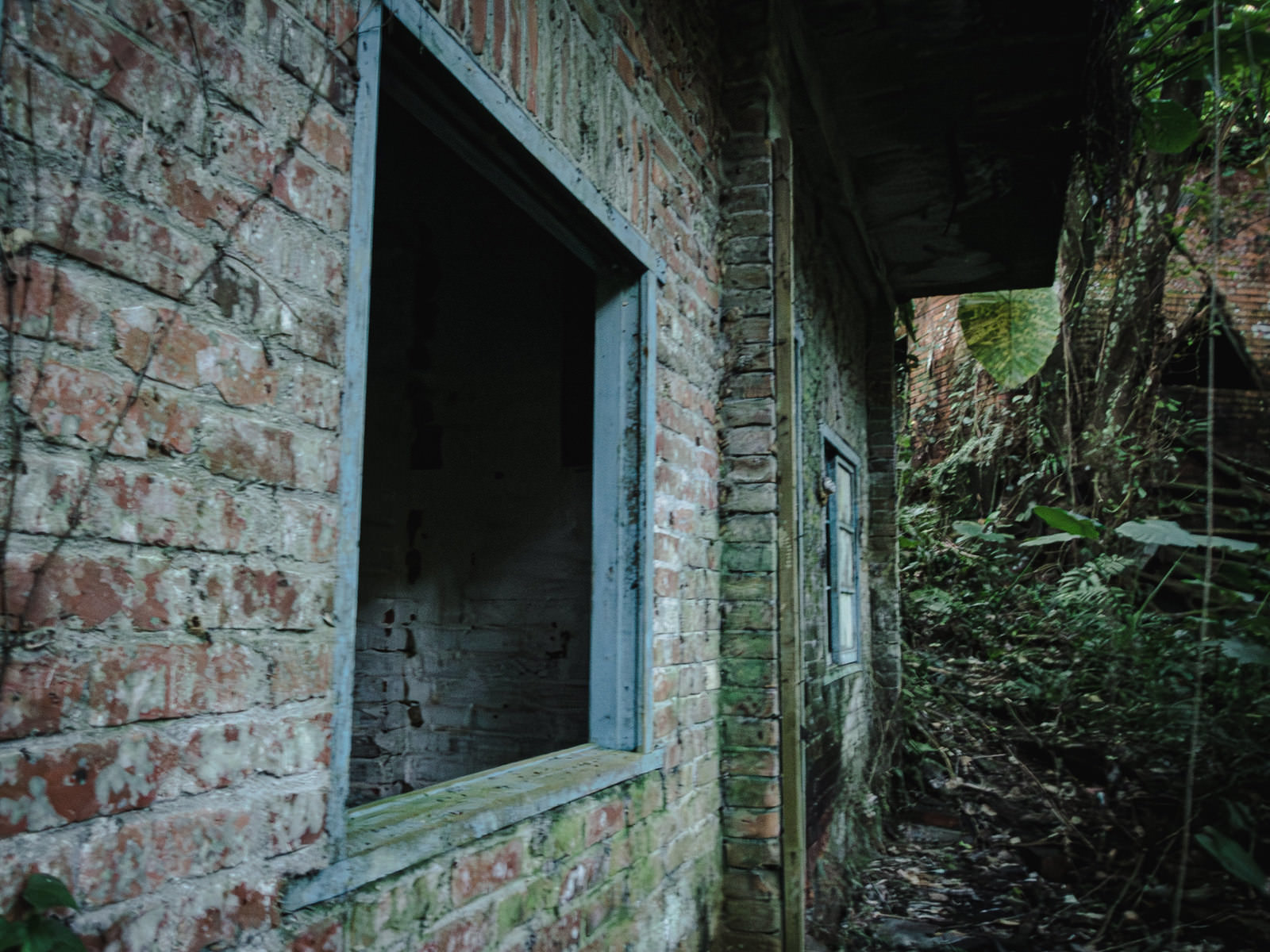 廃墟のレンガ壁に残る暗い窓枠と蔦に覆われた壁