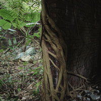 古い建物の外壁に絡みつくつる性植物の風化した様子の写真