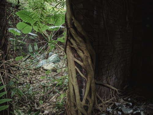 古い建物の外壁に絡みつくつる性植物の風化した様子