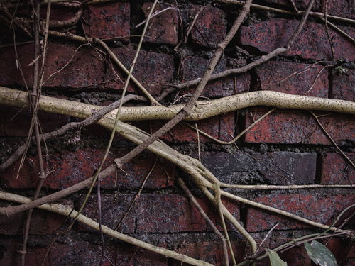 赤レンガの外壁に絡みつく蔦のテクスチャー