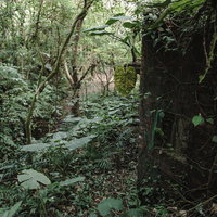 密林に侵食される廃墟の外壁、つる性植物に覆われたレンガ造りの遺跡の写真