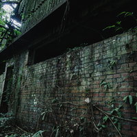 廃墟の外壁に蔓延するつた植物とレンガの風化の写真