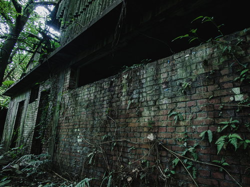 廃墟の外壁に蔓延するつた植物とレンガの風化