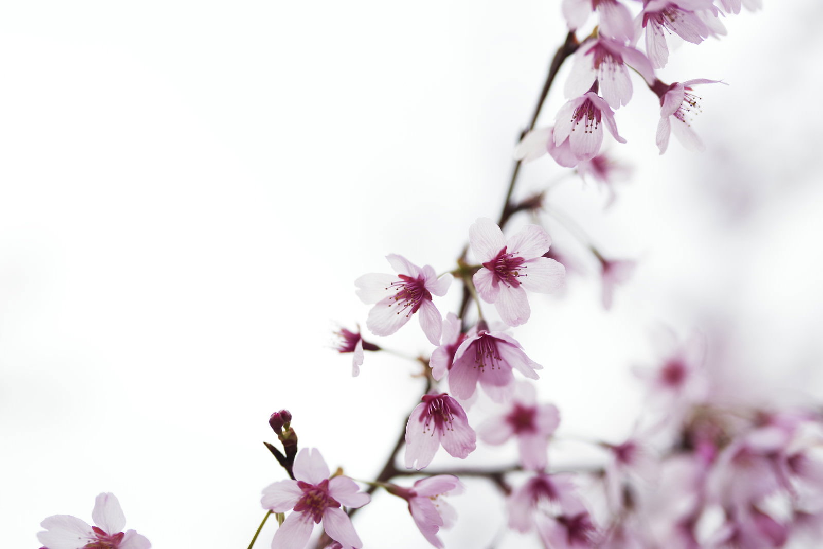 白背景に置かれたピンクと白の桜の花が咲いた枝