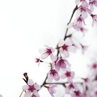 真っ白な背景に咲く桜の花枝、春の開花を捉えた季節のの写真