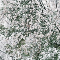 真っ白な雪が降り積もる桜の枝 冬の静寂を映すモノクロの写真
