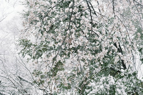 真っ白な雪が降り積もる桜の枝 冬の静寂を映すモノクロ