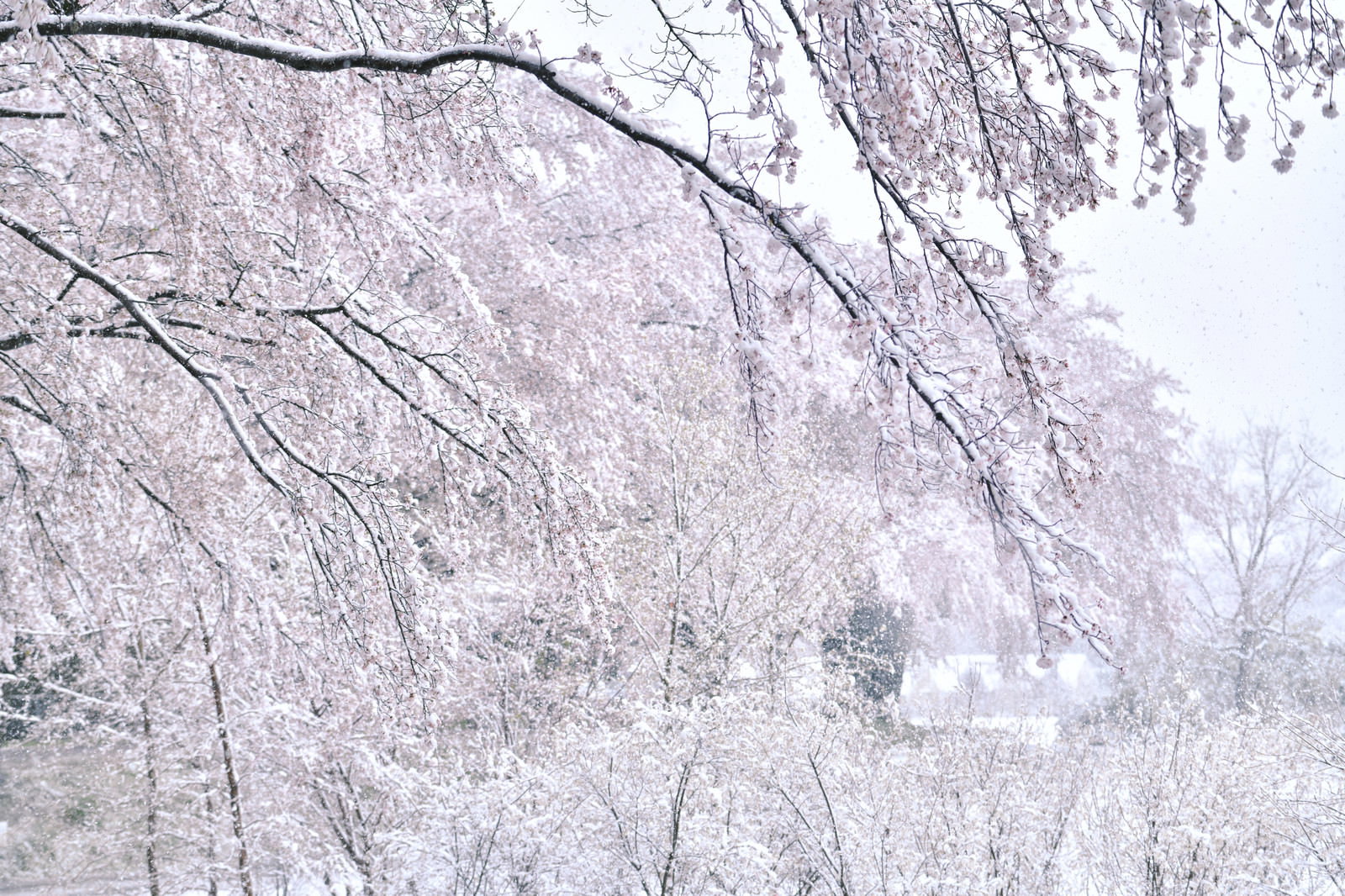 雪が積もった桜の枝に薄いピンク色の満開の花が咲いている