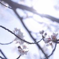 眩しい光の中で輝く一凛の桜、逆光に映える開花の写真