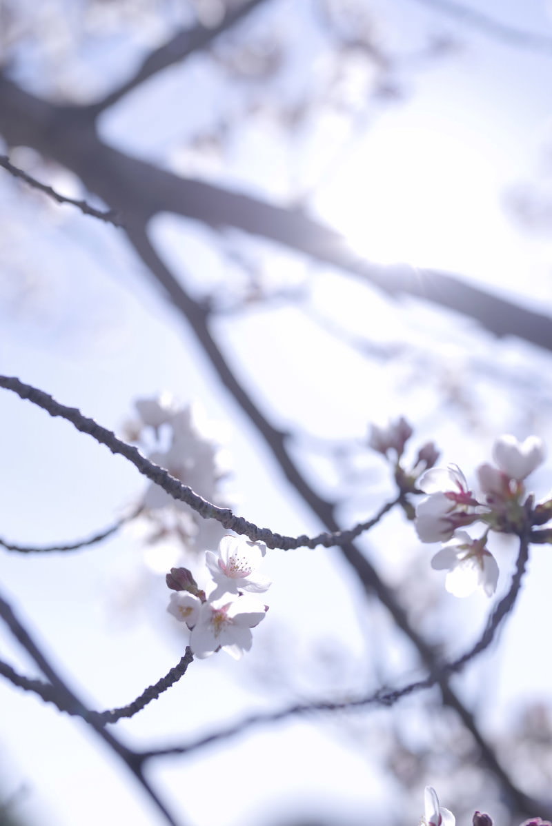 逆光の空を背景に咲く桜の一輪