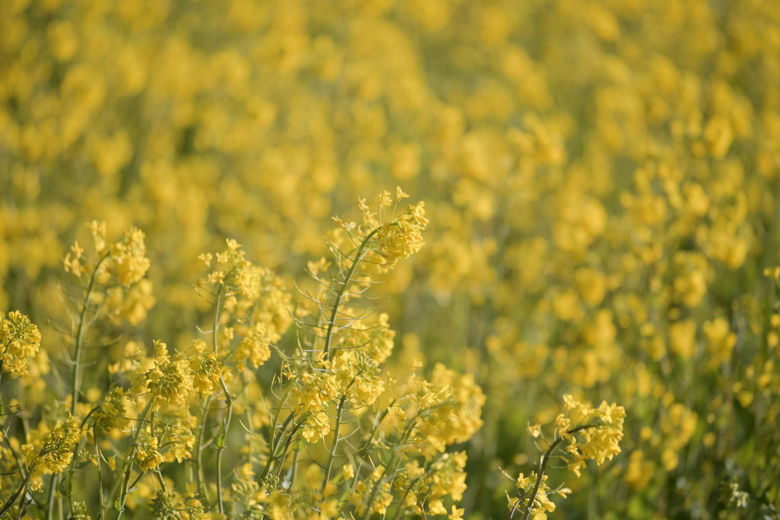 一面に咲く黄色い菜の花畑、春の暖かな日差しが差し込む
