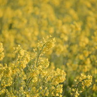 穏やかな春の日差しに黄色く咲き誇る菜の花畑の写真