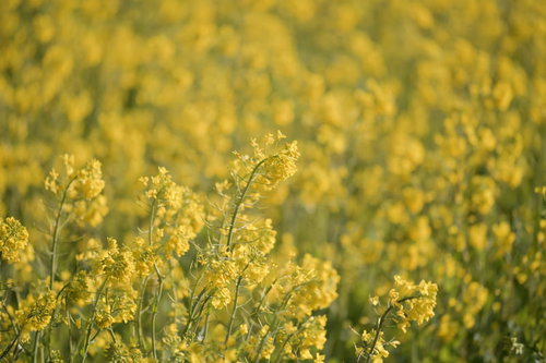 穏やかな春の日差しに黄色く咲き誇る菜の花畑