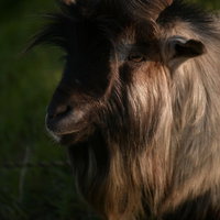 考え事をしているような表情のヤギの横顔の写真