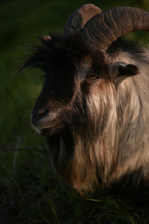 考え事をしているような表情のヤギの横顔
