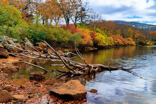 紅葉が映り込む須川湖の湖面と流木、岩石のある秋の風景