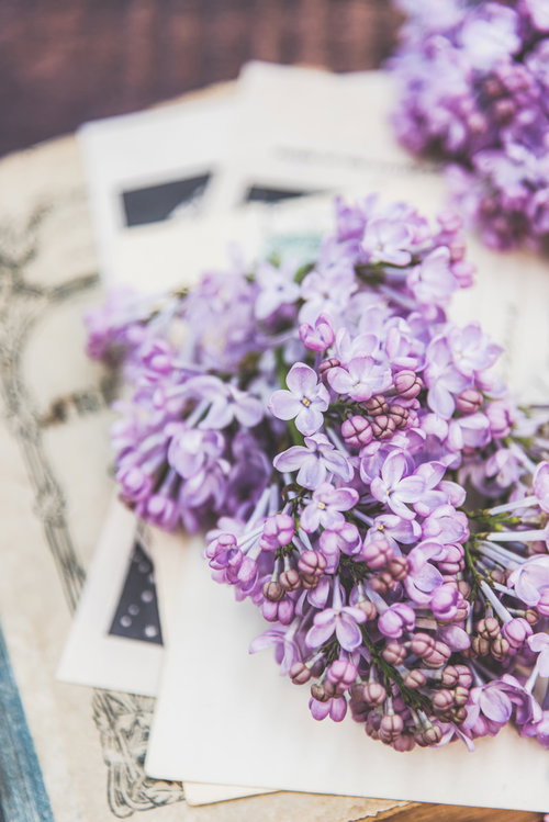 絵はがきの上に置かれたライラックの蕾と春の花