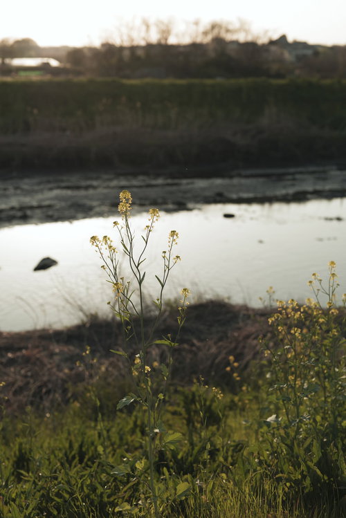 荒れ果てた川沿いに咲いた菜の花と小川の春風景