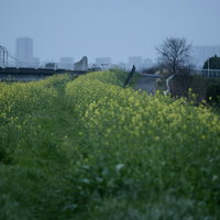雨の日に菜の花で黄色く染まった河川敷の春景色の写真