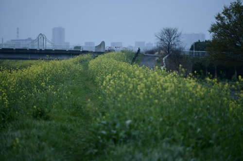 雨の日に菜の花で黄色く染まった河川敷の春景色
