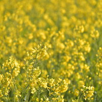 春の菜の花畑、手前にピントが合い背景がぼけた風景の写真