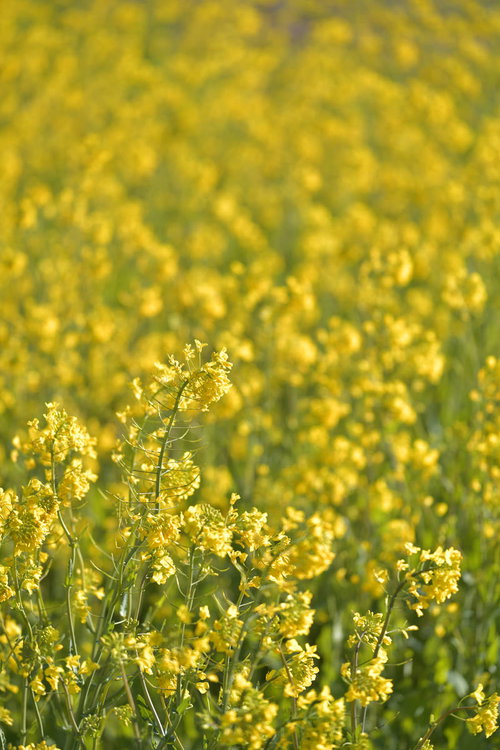 春の菜の花畑、手前にピントが合い背景がぼけた風景