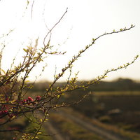 農地に降り注ぐ夕日と手前の若葉の枝、田畑の風景の写真