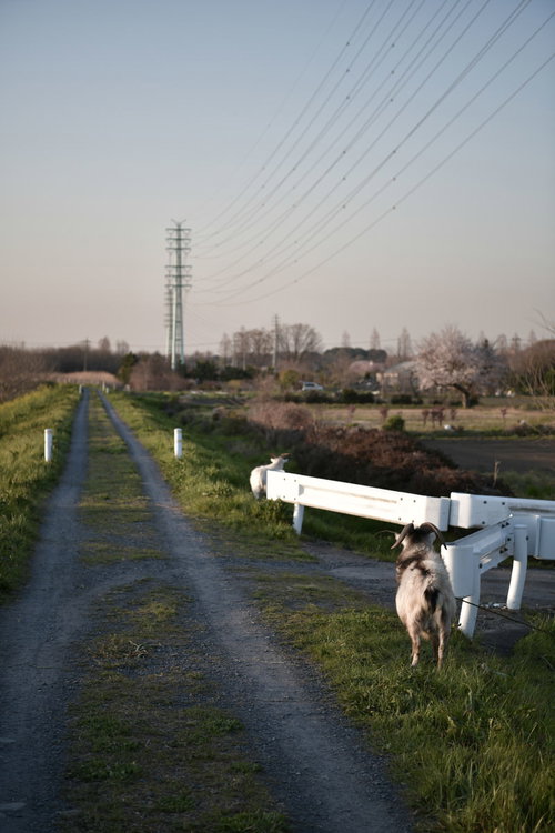送電塔を眺めるヤギ