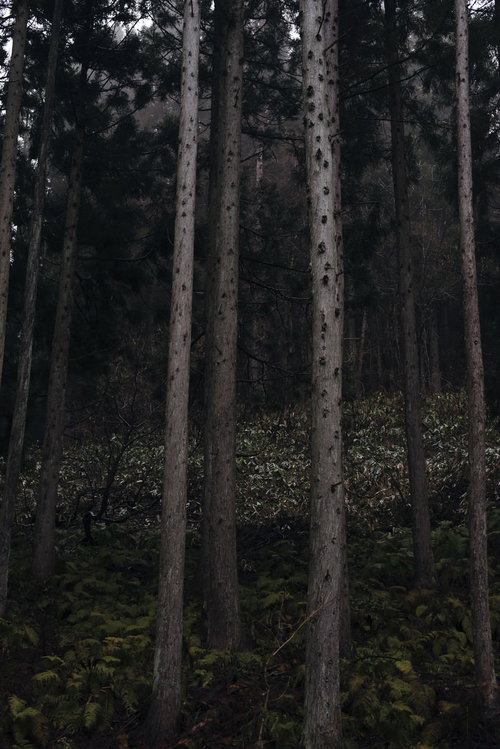 金属のような硬質な質感の杉林。細い杉の木が縦に並ぶ針葉樹林