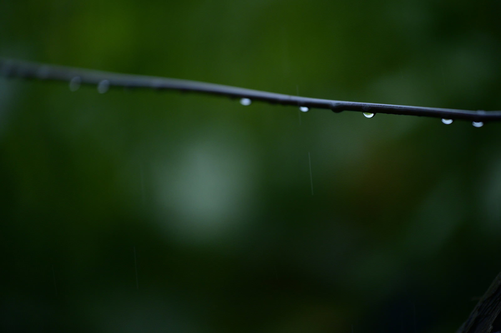 金網の針金に並ぶ雨上がりの水滴