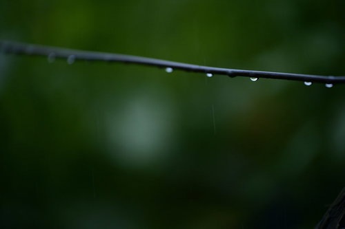 黒い茎に連なる透明な水滴が光を反射して輝く