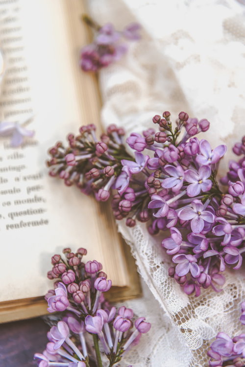 開かれた洋書に寄り添う紫色のライラックの枝