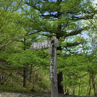 日光白根山の前白根山へといざなう木製指導標の写真