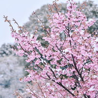 雪と小彼岸桜の枝、春の季節の変わり目を表現した風景の写真